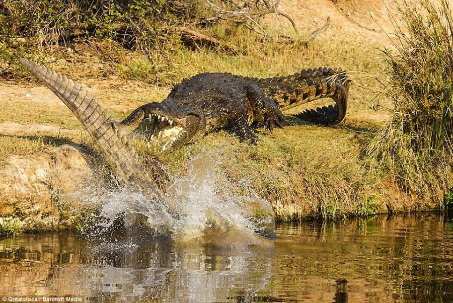 Veja O Momento Incr Vel Em Que Crocodilo Enorme Tenta Devorar Rival