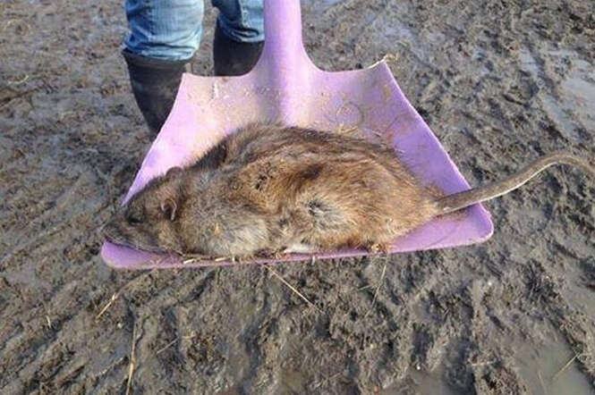 Rato gigante é encontrado em parque infantil em Londres