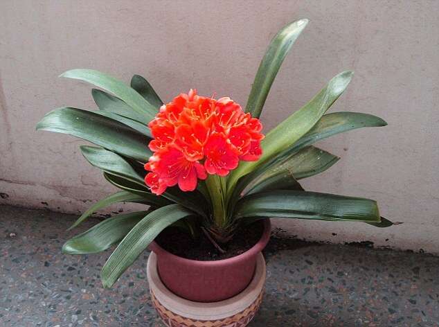 Clivia vermelha