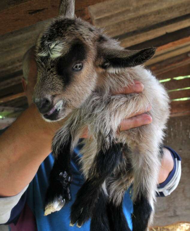 Eight legged goat