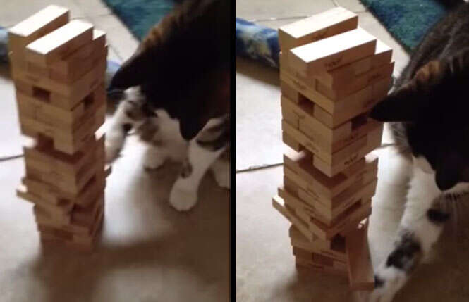 Gato jogando Jenga