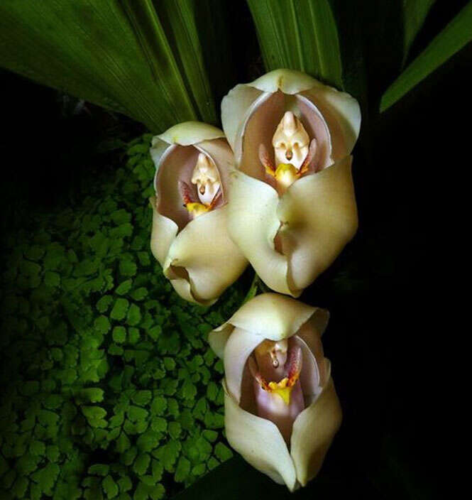 Anguloa uniflora