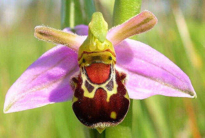 Ophrys apifera