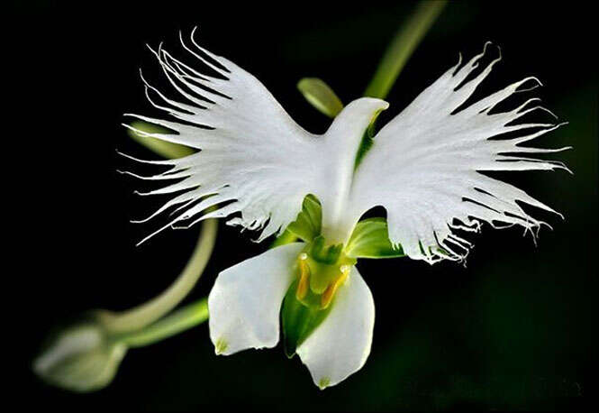 Habenaria radiata