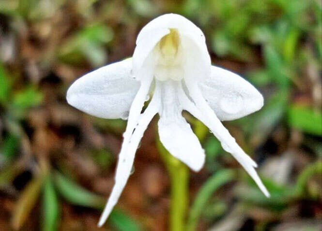 Habenaria grandifloriformis