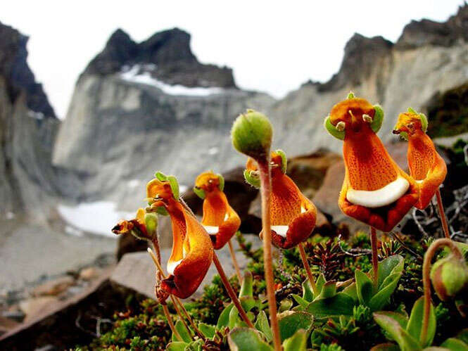 Calceolaria uniflora