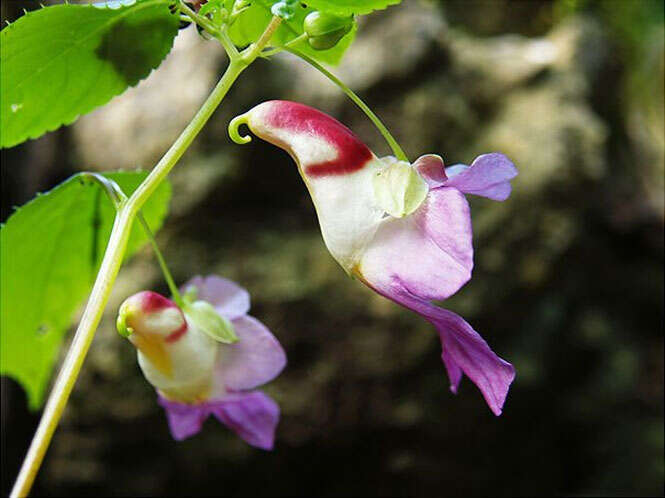 Impatiens psittacina