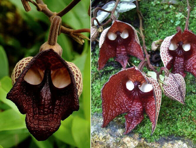 Aristolochia salvadorensis