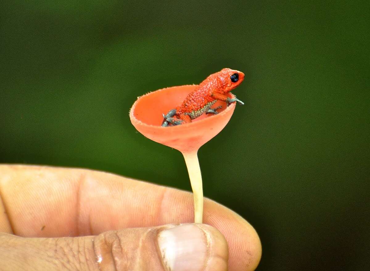 Granular Poison Dart Frog