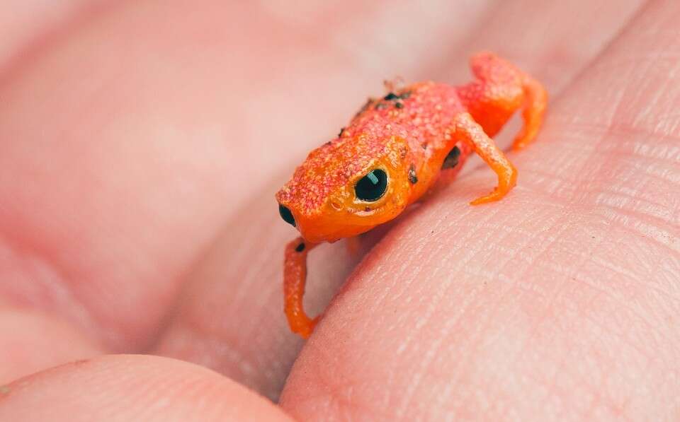 Pumpkin toadlet