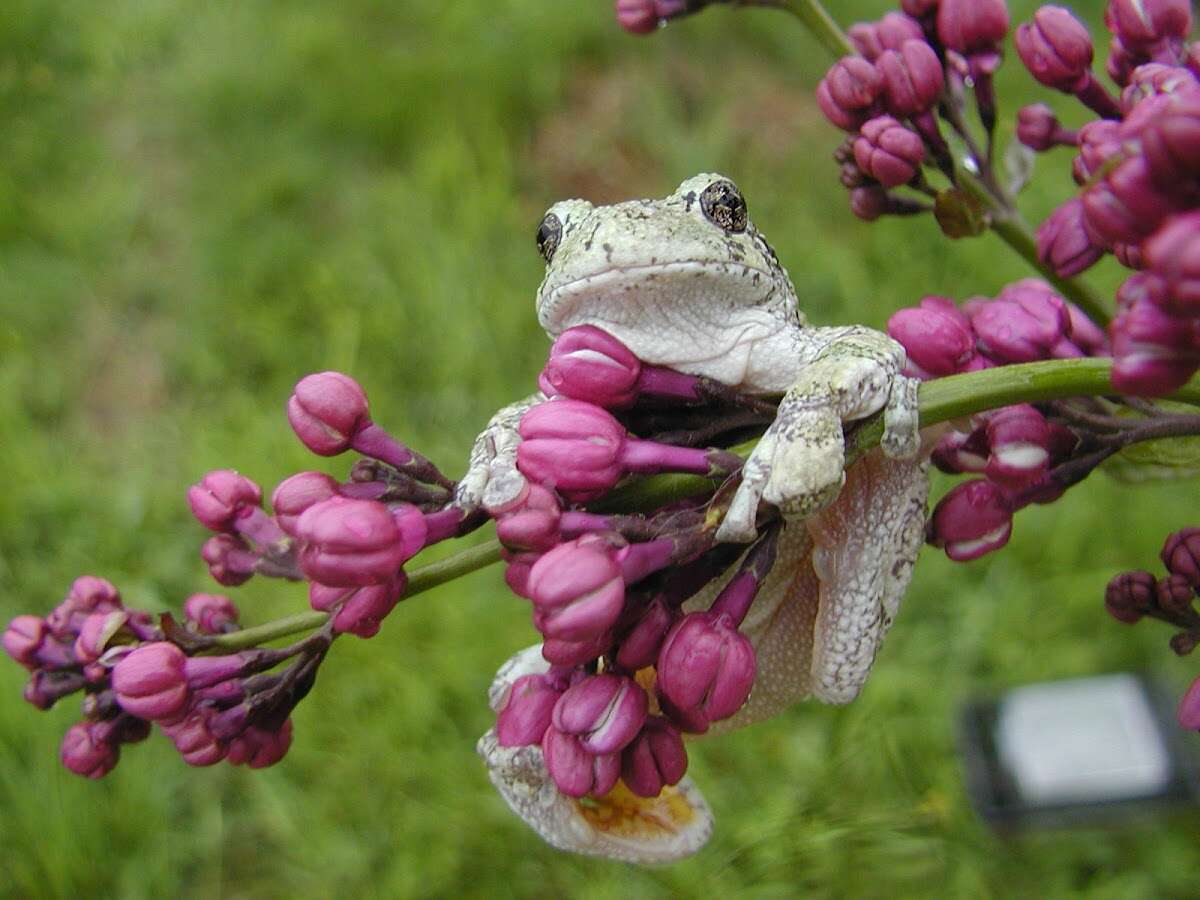 Gray tree frog