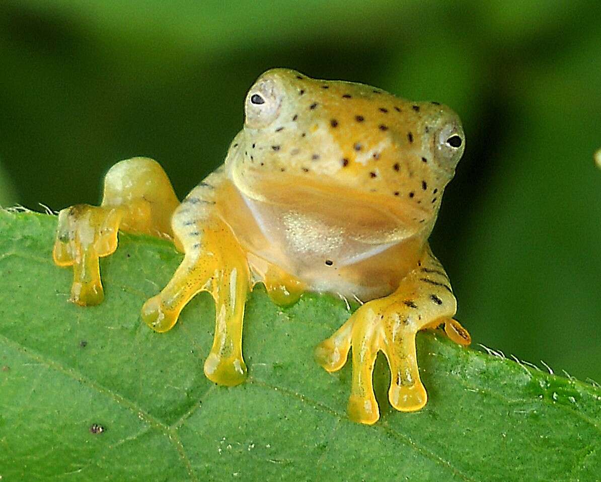 Small Gliding Frog