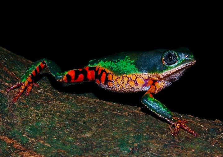 Orange-legged leaf frog