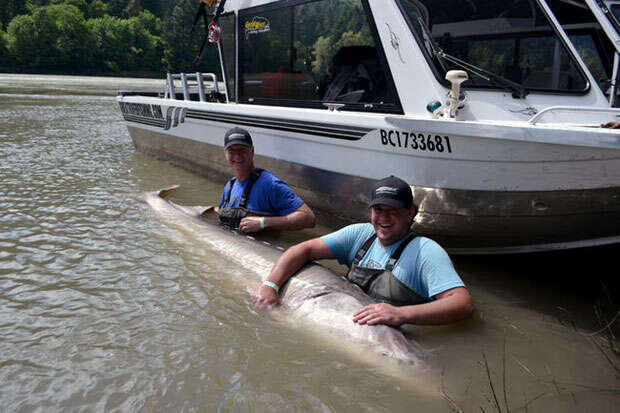 Pai e filho com peixe gigante