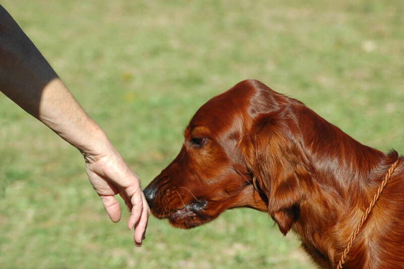 Cão farejando