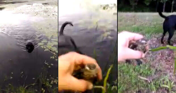 Cão salva pássaro em lago