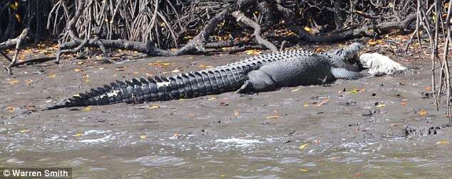 Veja O Momento Incr Vel Em Que Crocodilo Canibal De Metros Devora