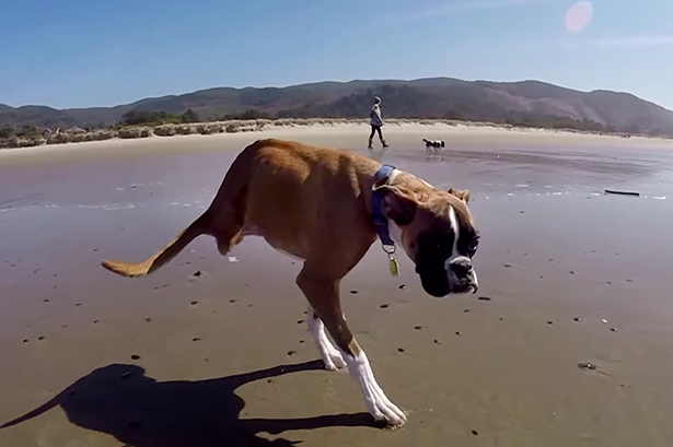 Cão que teve patas traseiras removidas se torna fonte de inspiração