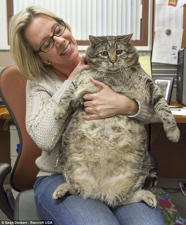 Conheça o suposto gato mais gordo do mundo