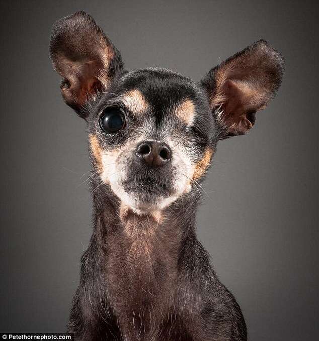 Fotos mostram cães nos últimos anos de vida