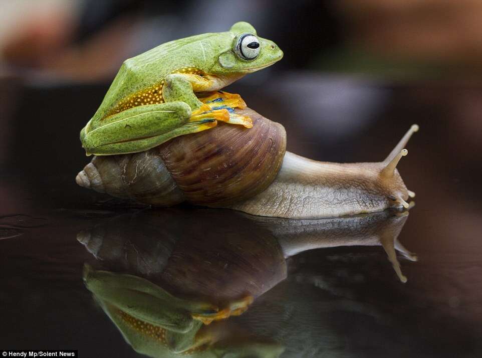 Amizade entre rã e caracol chama a atenção de internaurtas