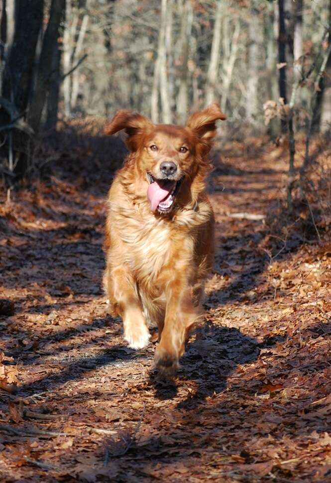 30 fotos de animais felizes que prometem deixar seu dia mais alegre