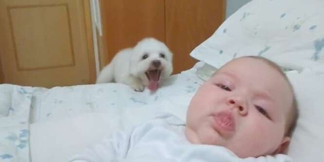 Imagens que provam que cães e bebês podem ser melhores amigos