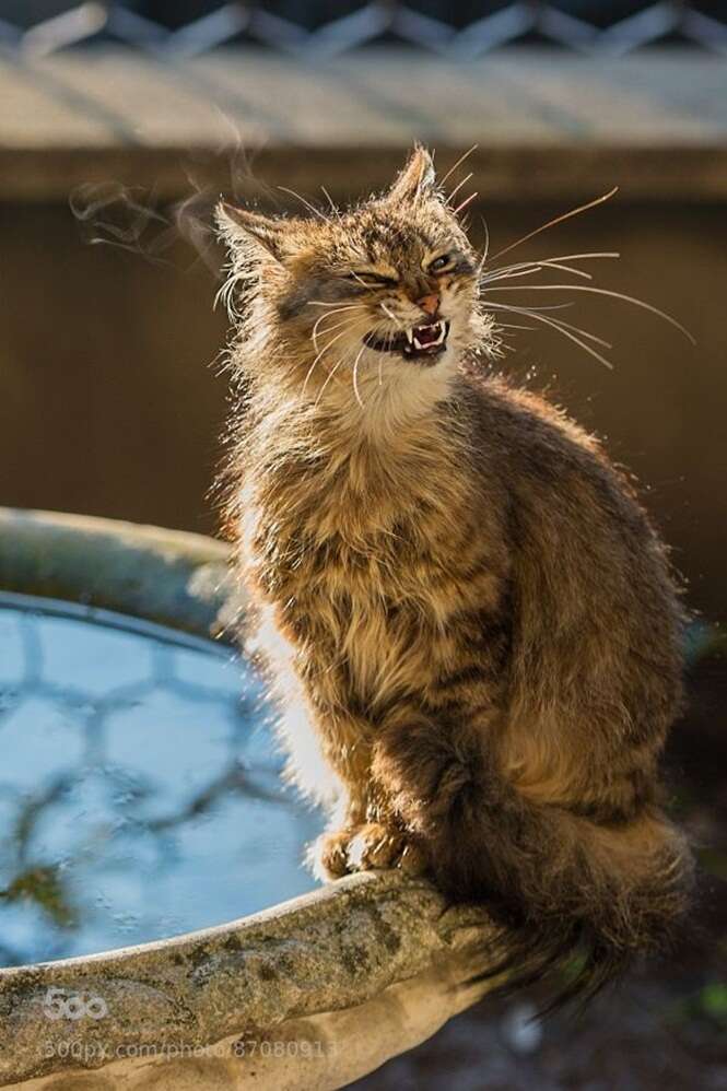 Fotos divertidas de gatos que não conseguem esconder o que estão sentindo