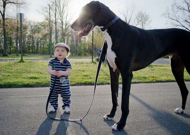 Bebês e seus cachorros