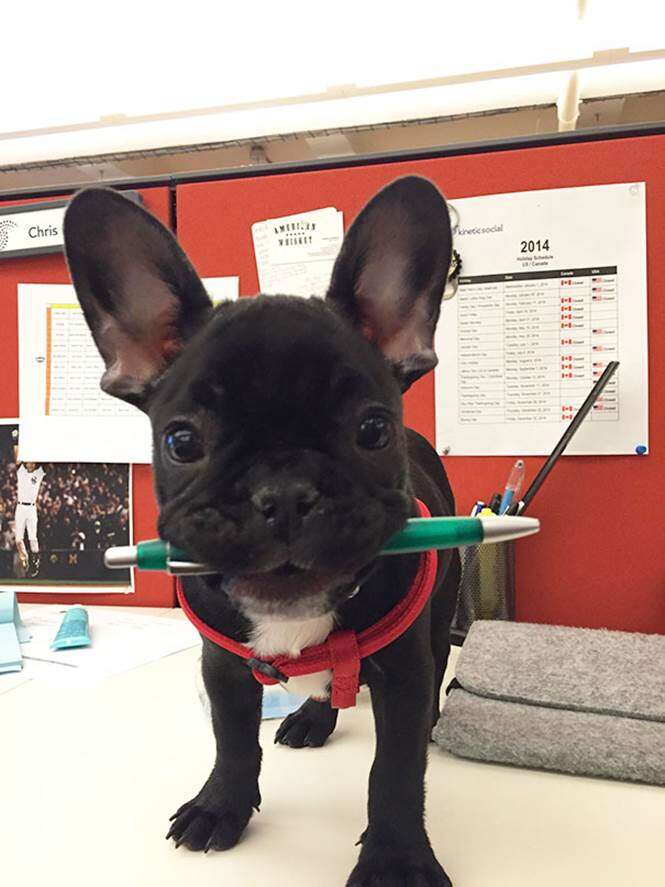 Cães no trabalho