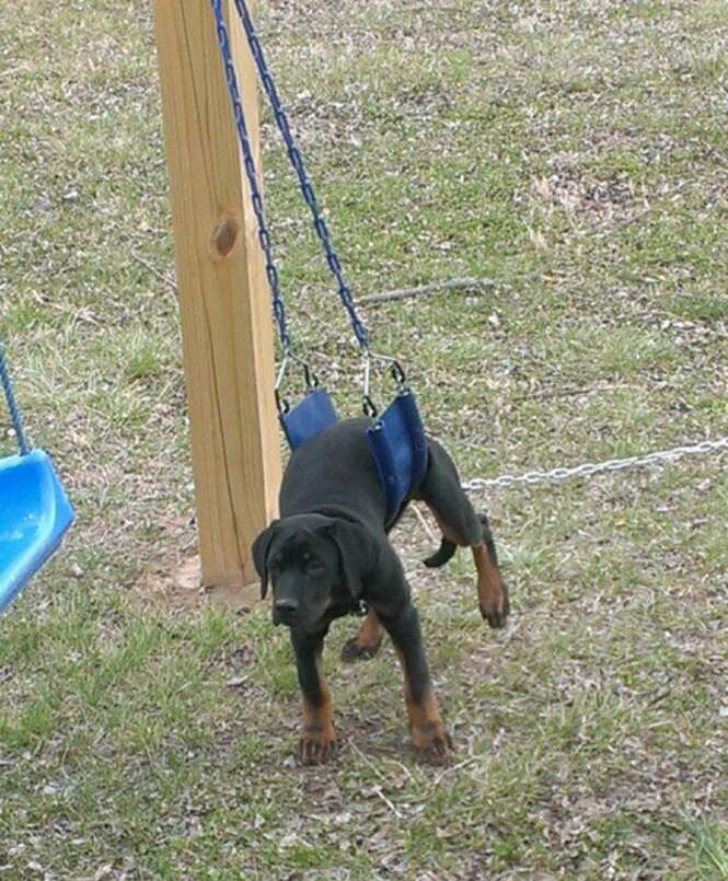 Cães que se arrependeram do que fizeram