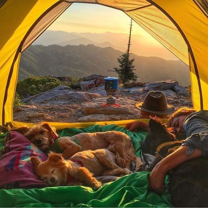 Fotos de camping com cães vão te inspirar a passear com seu bichinho