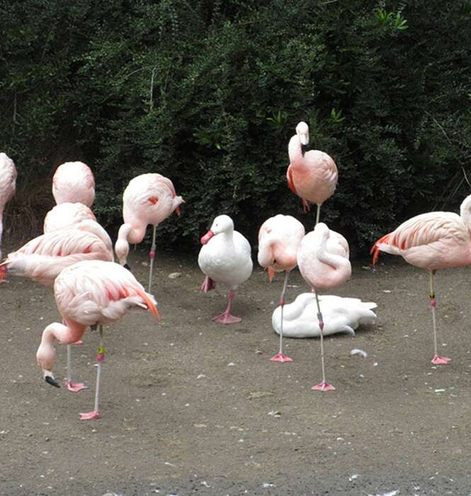 Animais tendo crise de identidade