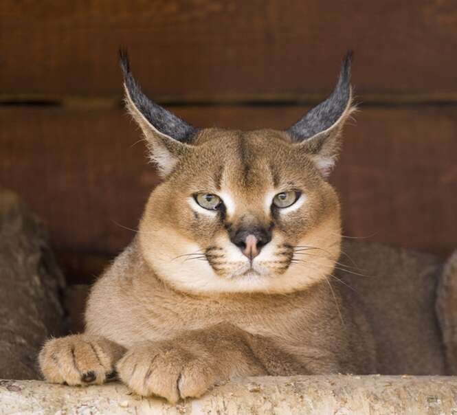 Caracal