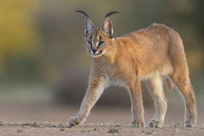 Caracal walking, South Africa, (Felis caracal)