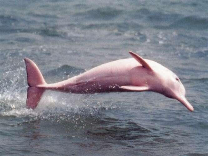 Animais que chamam atenção pela cor