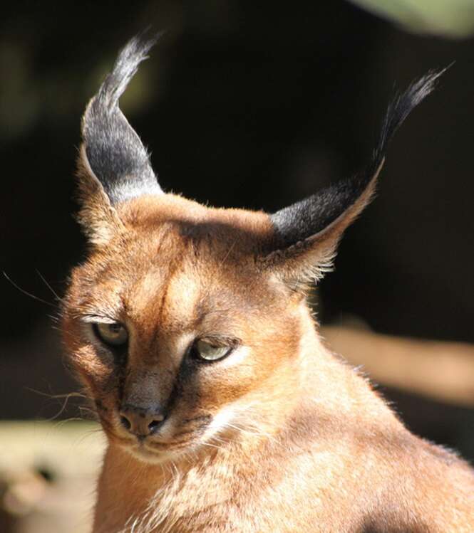 Caracal (Caracal caracal)