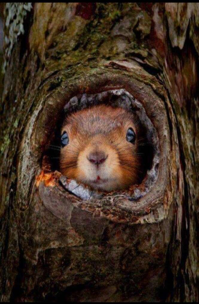 As mais belas fotos envolvendo espécies variadas de animais