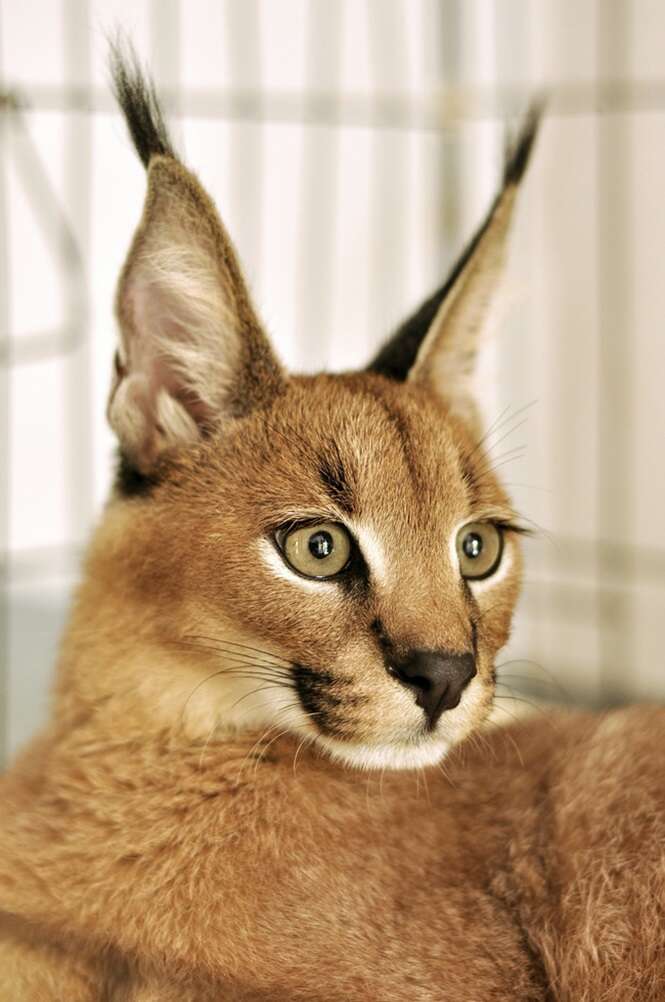 caracal