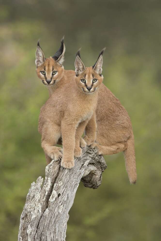 Two Caracals (Felis caracal) sitting on tree stump South Africa