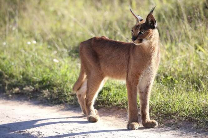 African Lynx or Caracal