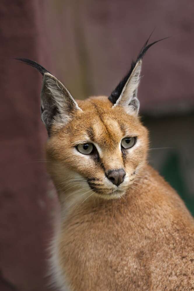 Portrait of a caracal.