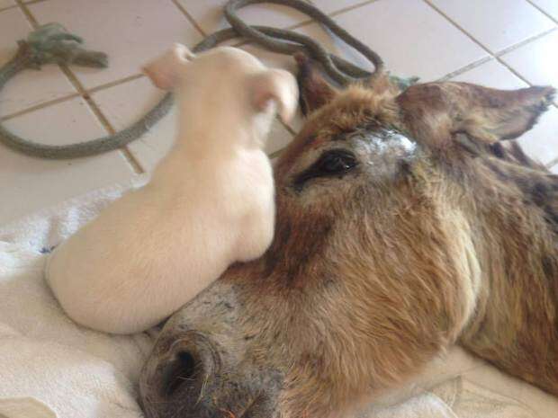 Dog becomes friend with an injured donkey Credit: Facebook/Zenith Gurgel