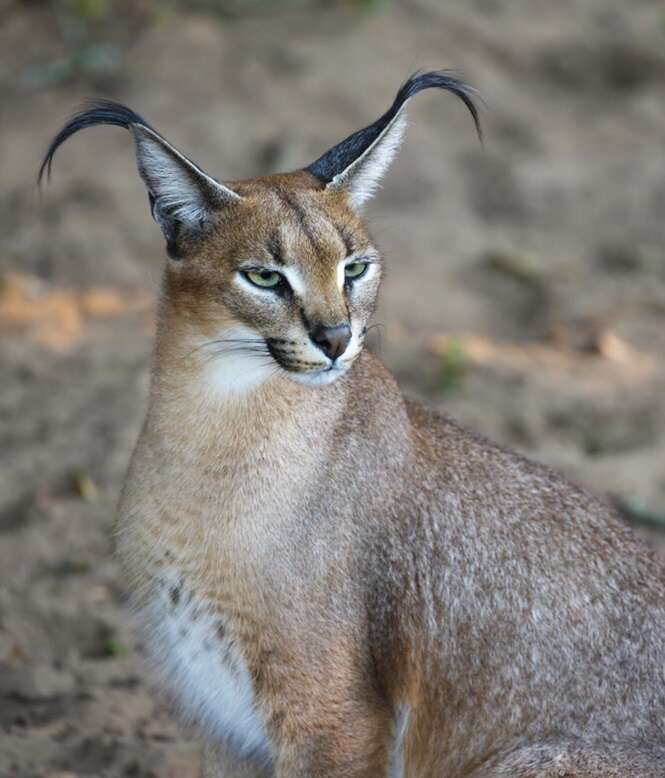 Caracal Wild Cat Portrait