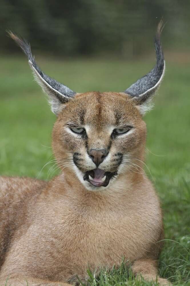 Caracal Lynx Portrait