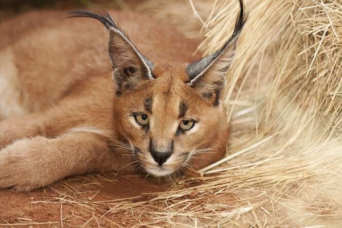 caracal wild cat