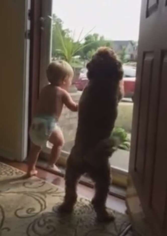 Vídeo de bebê e cão em êxtase ao ver pai da criança chegando em casa se torna viral