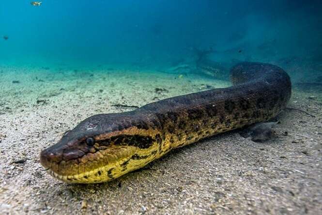 Aventureira arrisca a vida para chegar perto da maior anaconda já fotografada