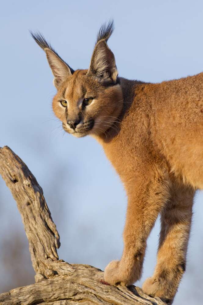 Caracal, South Africa