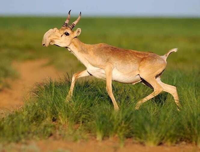 Os mais estranhos animais do mundo